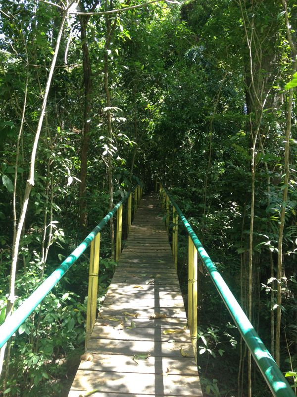 Start of canopy walk Initao.